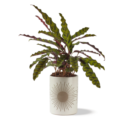 Sunrise to Sunset Planter Large